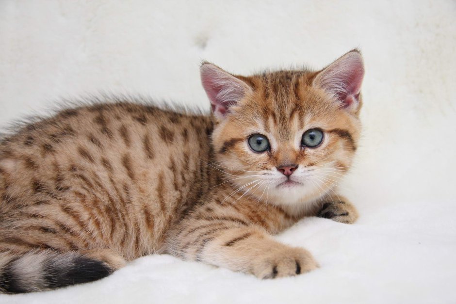 Британская Сильвер табби