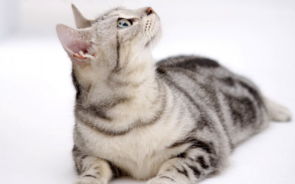 Метис порода кошек