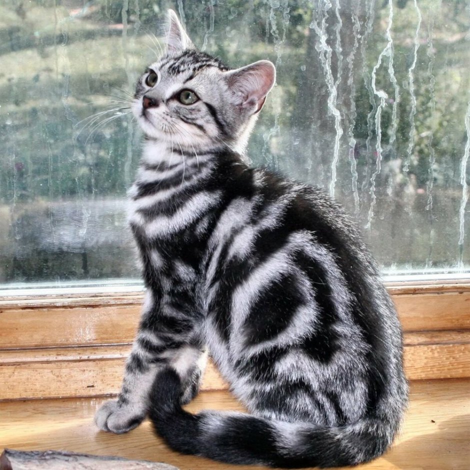 Шотландская вислоухая кошка