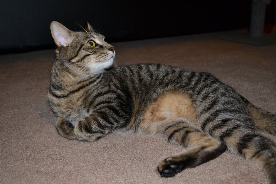Европейская кошка табби анфас