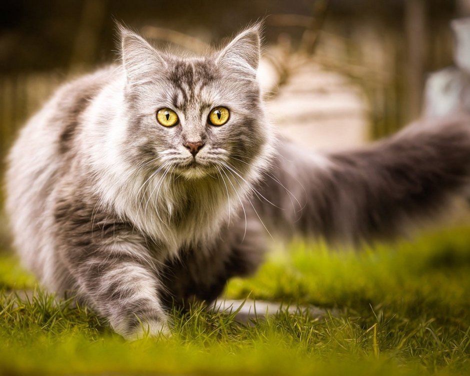Сибирский кот серый