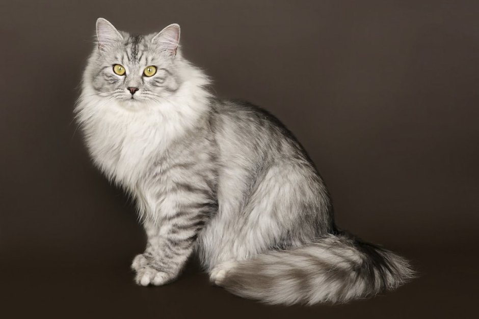 Сибирская длинношерстная кошка
