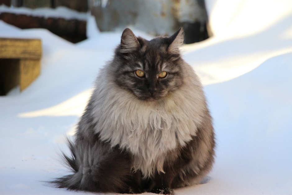 Сибирская кошка
