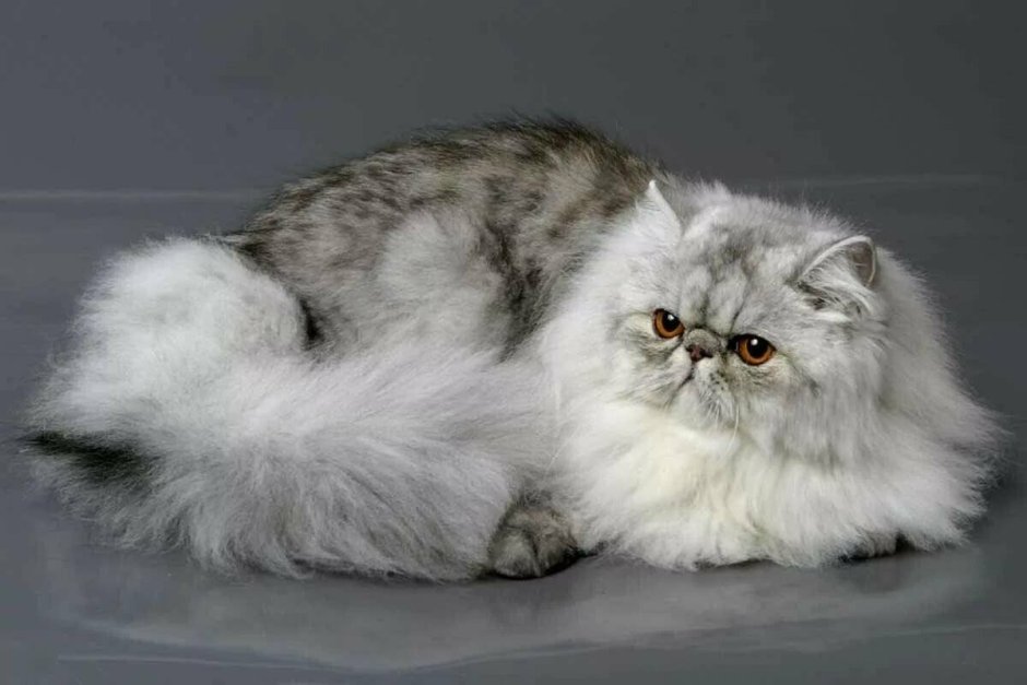 Персидская кошка