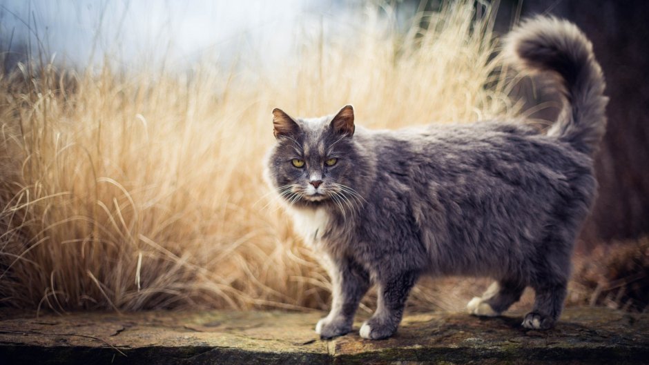 Лесной кот