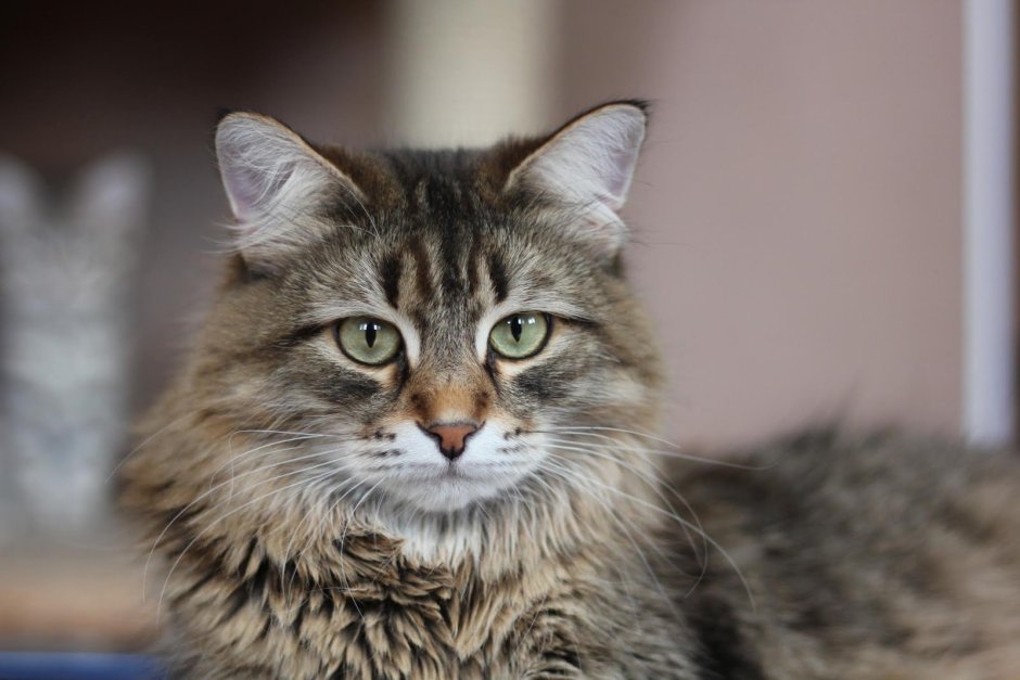 Сибирская кошка