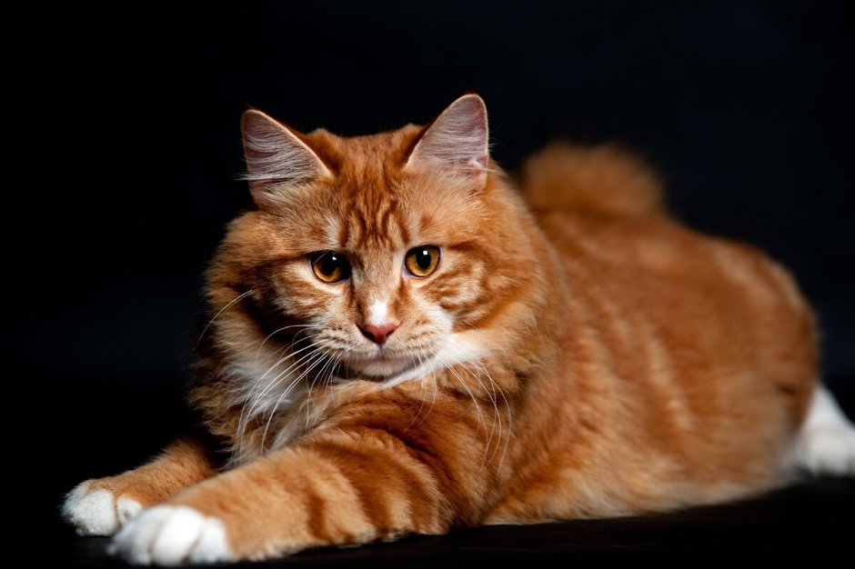 Сибирская кошка рыжая короткошерстная