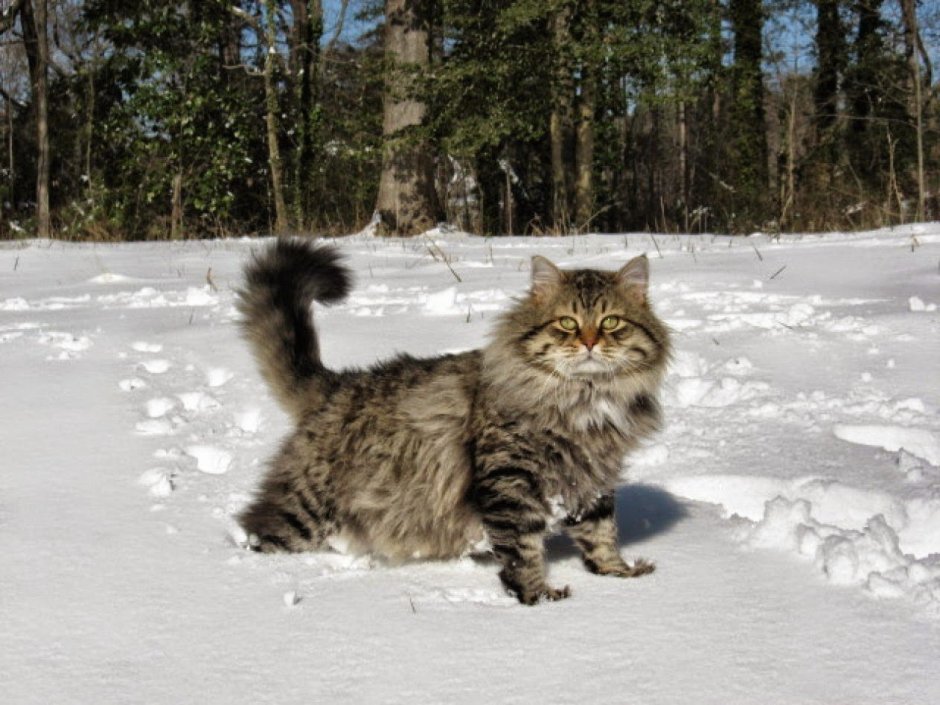 Сибирский кот Уссури