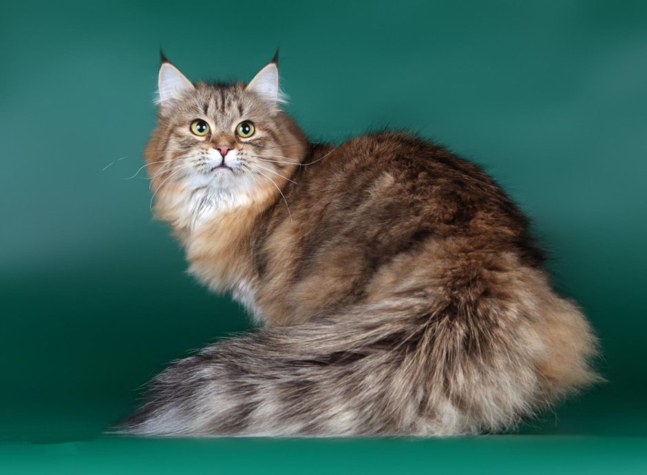 Сибирский длинношерстный кот