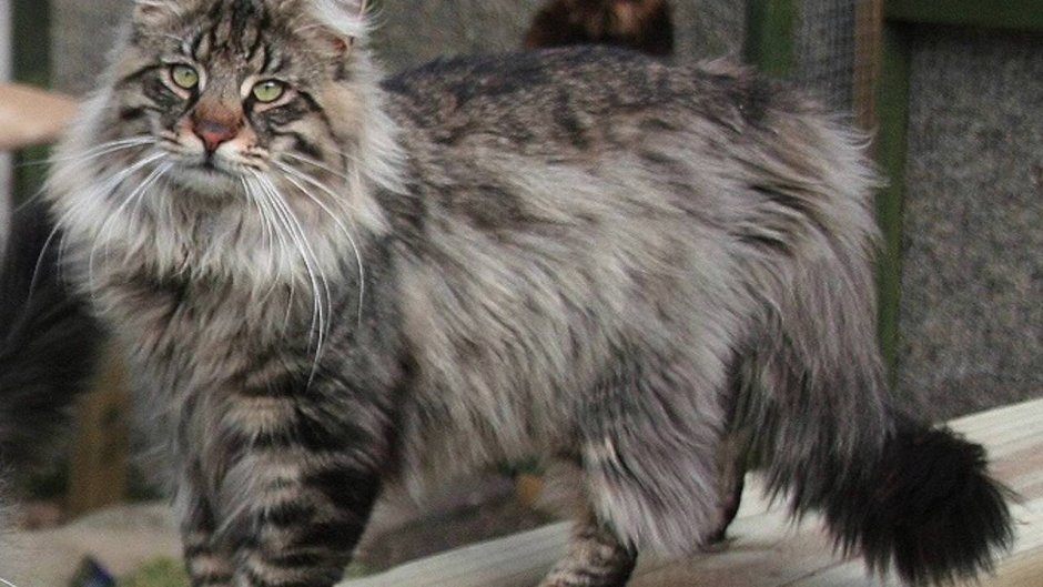 Сибирская Лесная самец кошка