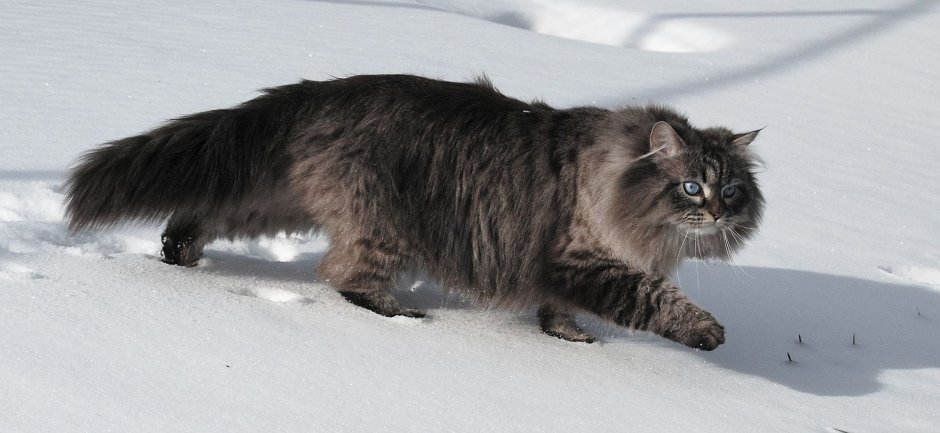 Сибирский Бухарский кот
