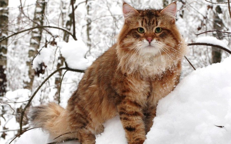 Сибирский Таежный кот
