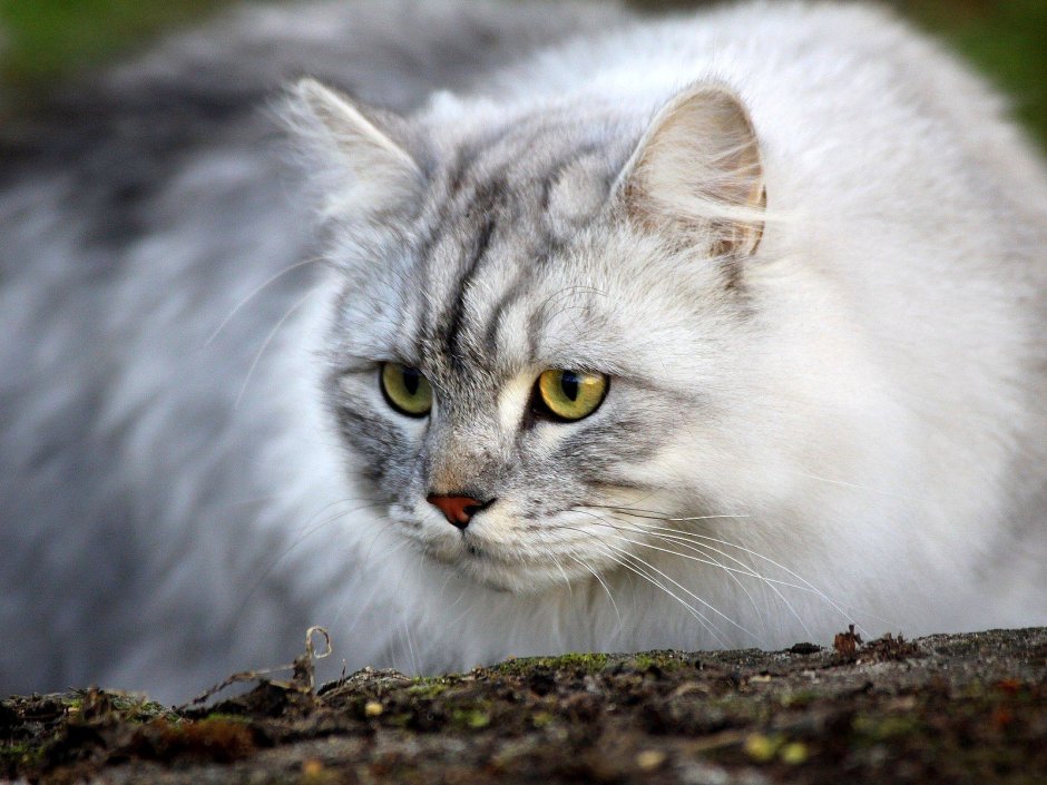 Сибирский кот пепельный