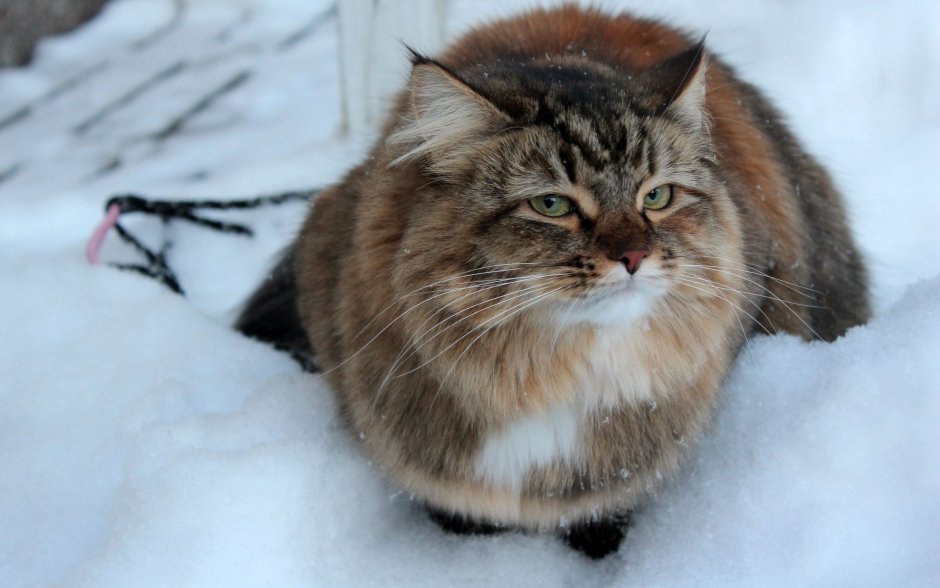 Норвежская Лесная кошка Калико