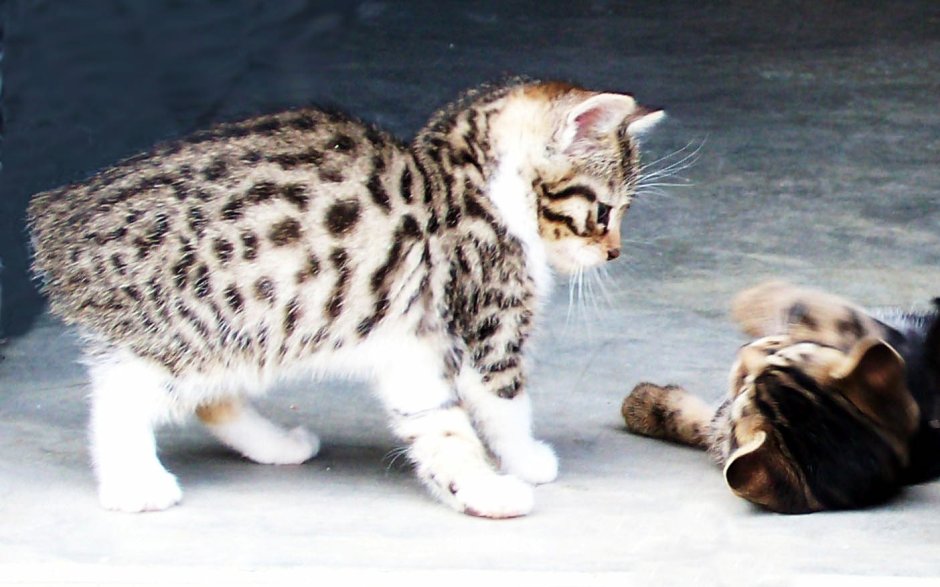 Мэнская кошка и котята