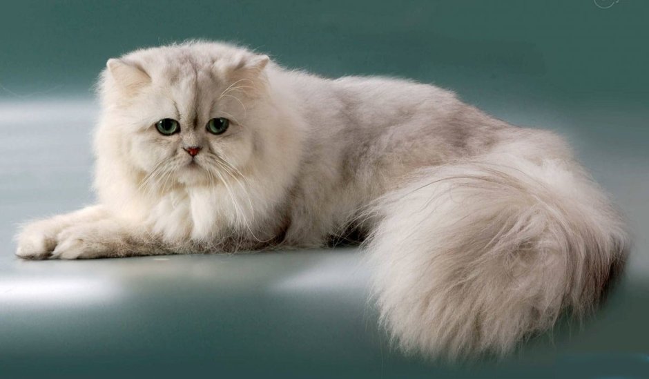 Персидская шиншилла