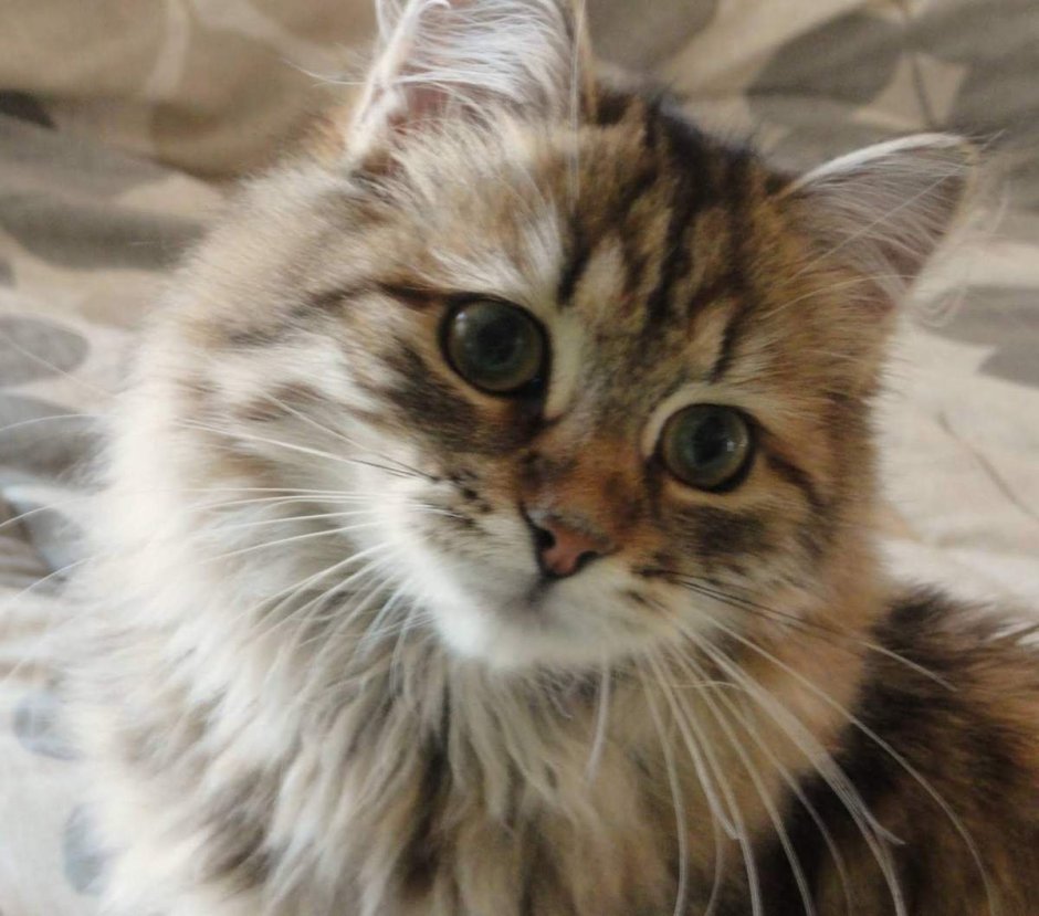 Сибирский Мао кот