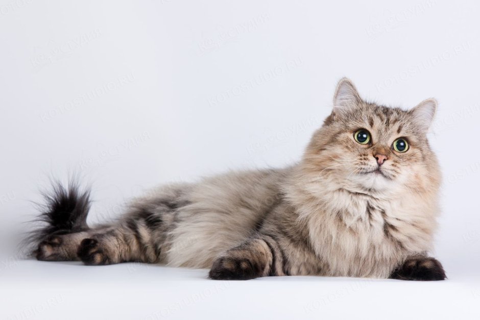 Сибирский длинношерстный кот