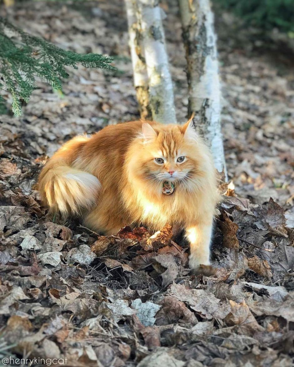 Сибирский Лесной кот рыжий