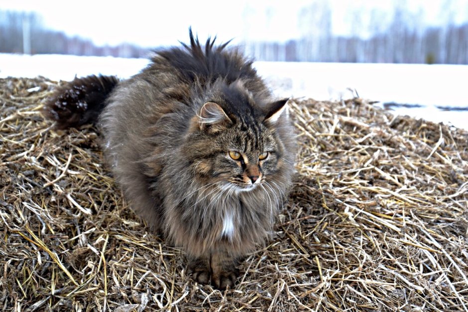 Сибирская сторожевая кошка