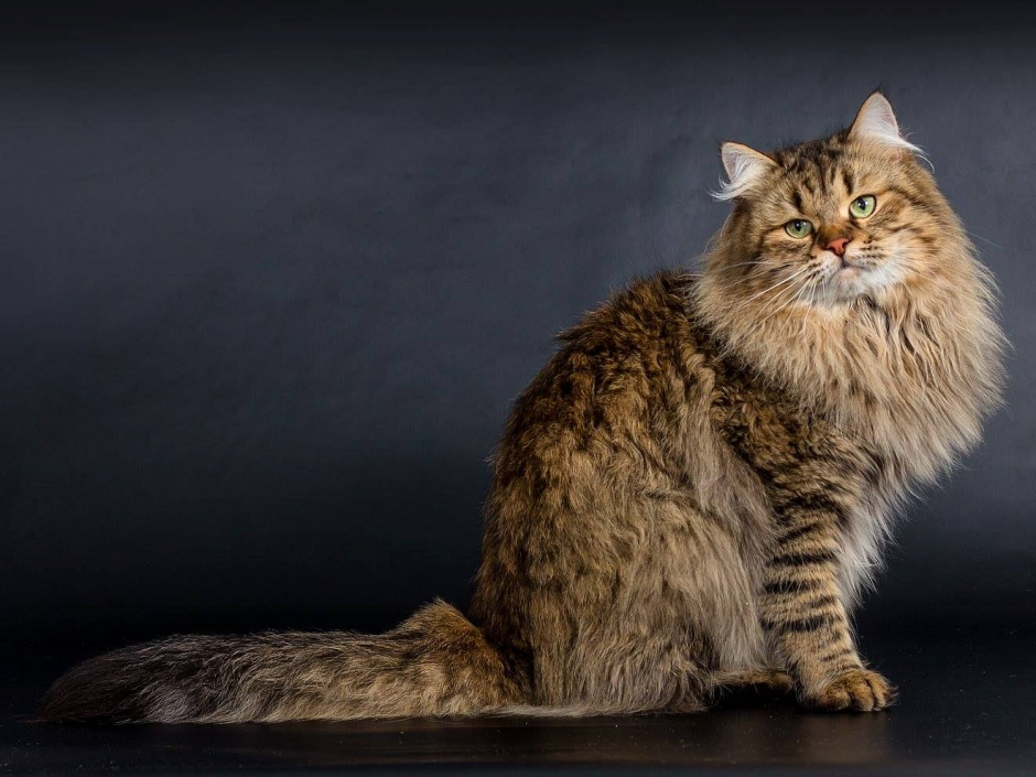 Сибирская кошка