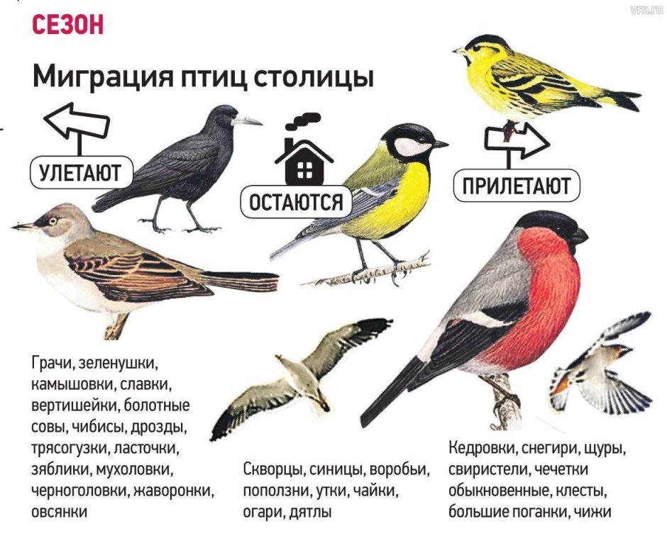 Птицы которые зимуют в Московской области