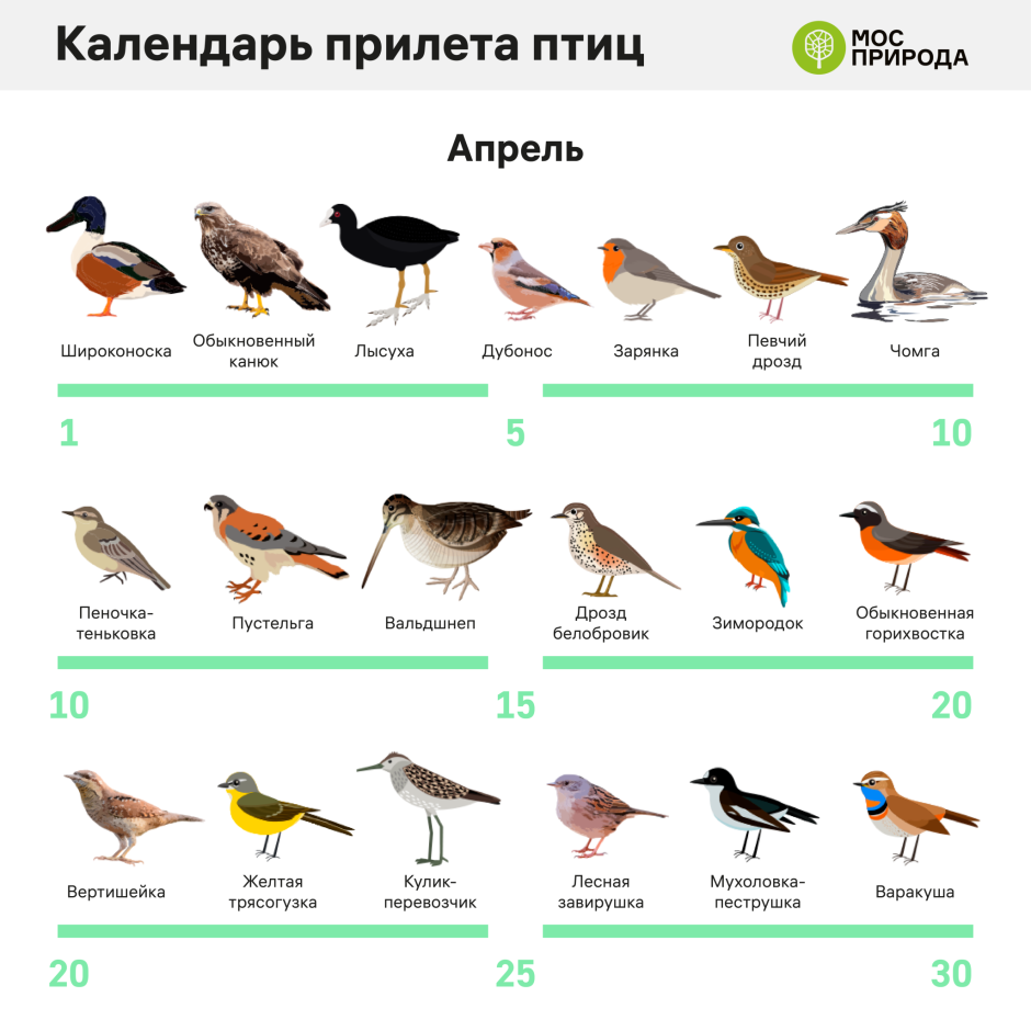 Птицы Москвы