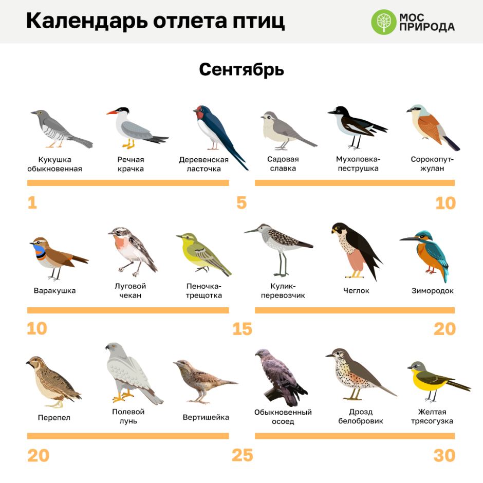 Определитель птиц Подмосковья перелетные