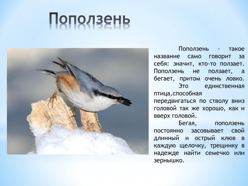 Поползень Перелетная птица