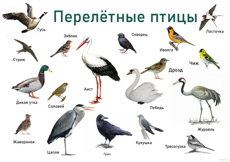 Перелетные птицы для детей