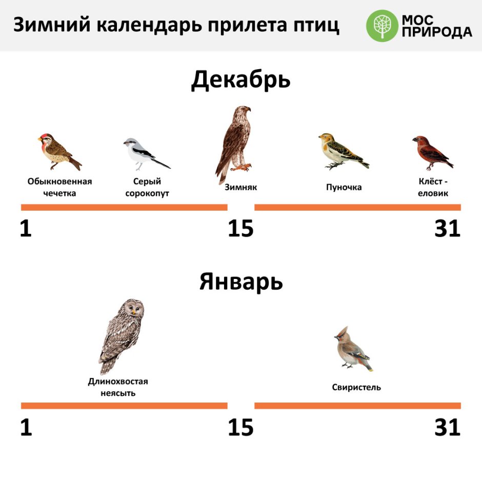 Какие птицы перелетают