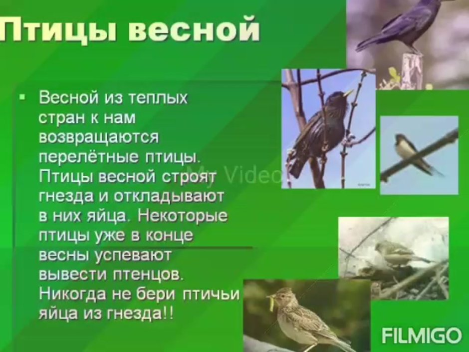 Перелетные птицы весной