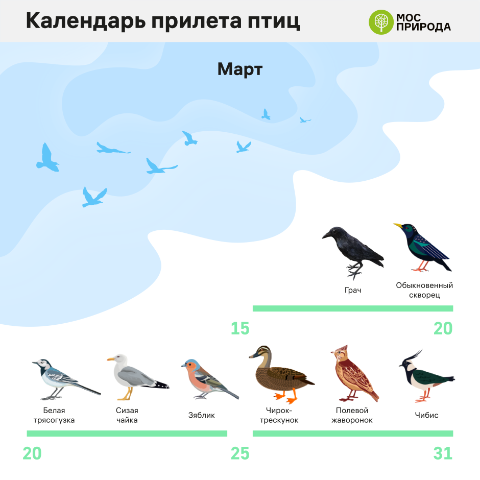 Перелетные птицы которые улетают в теплые края