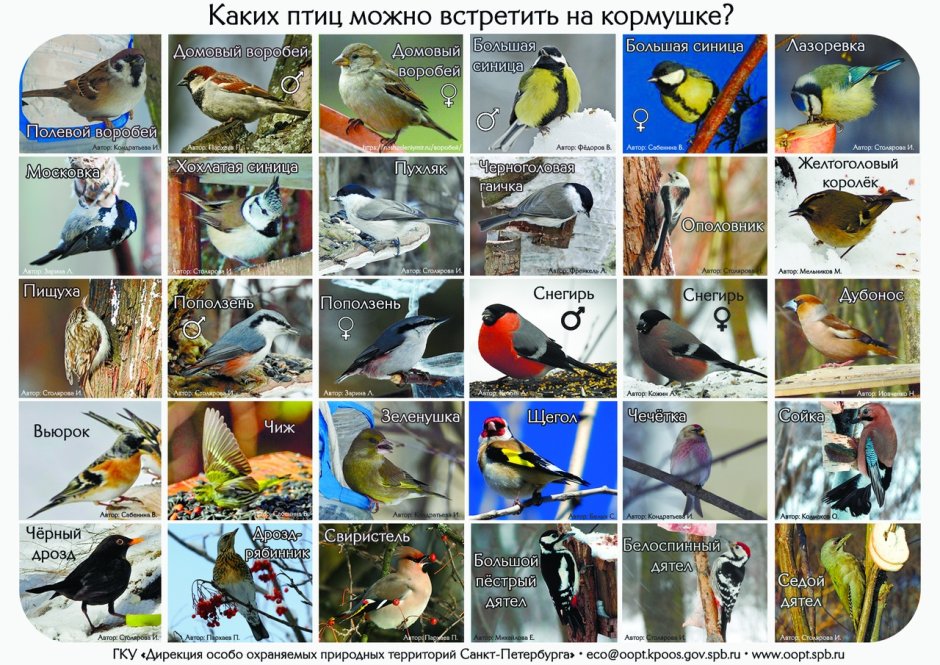 Птицы зимующие в СПБ