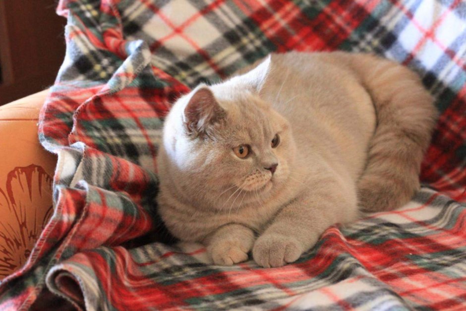 Элитные британские кошки