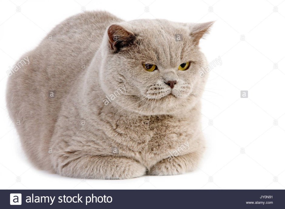 British Shorthair Lilac tabby