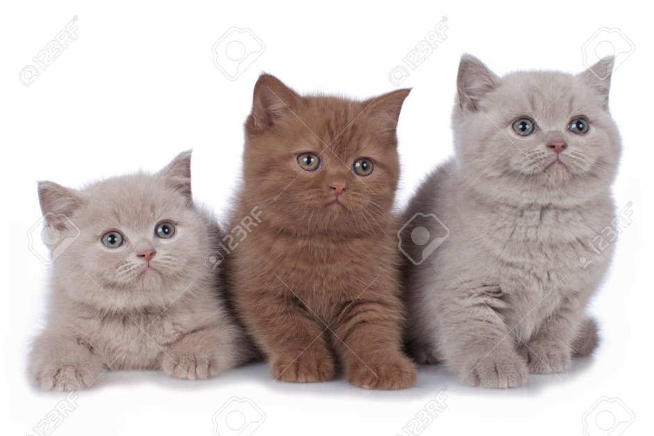Фенотип британской кошки