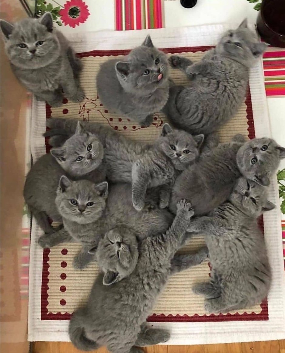Котята плюшевые британцы