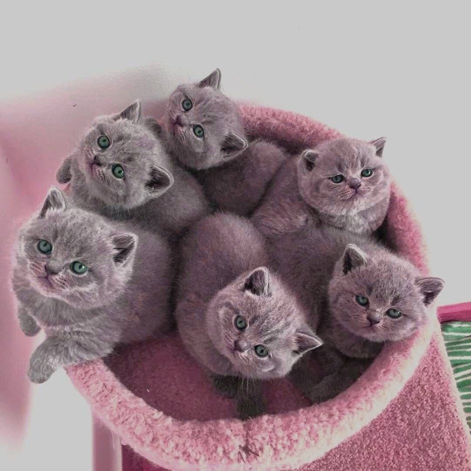 Много маленьких котят