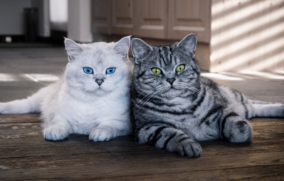 Два британских кота