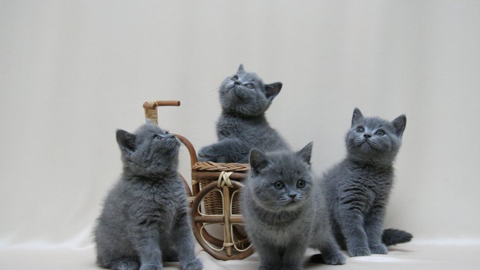 Британская кошка котенок