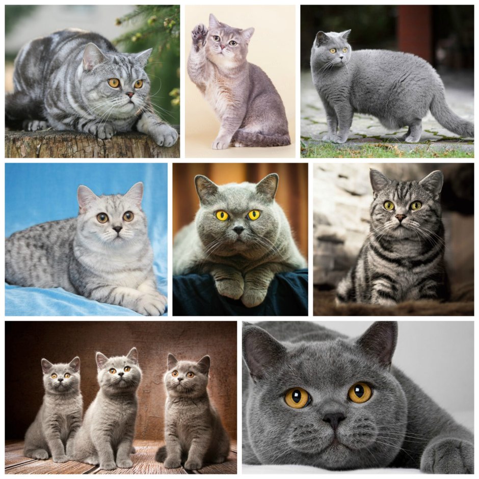Британская короткошёрстная кошка окрасы