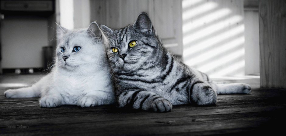 Британский короткошерстный кот