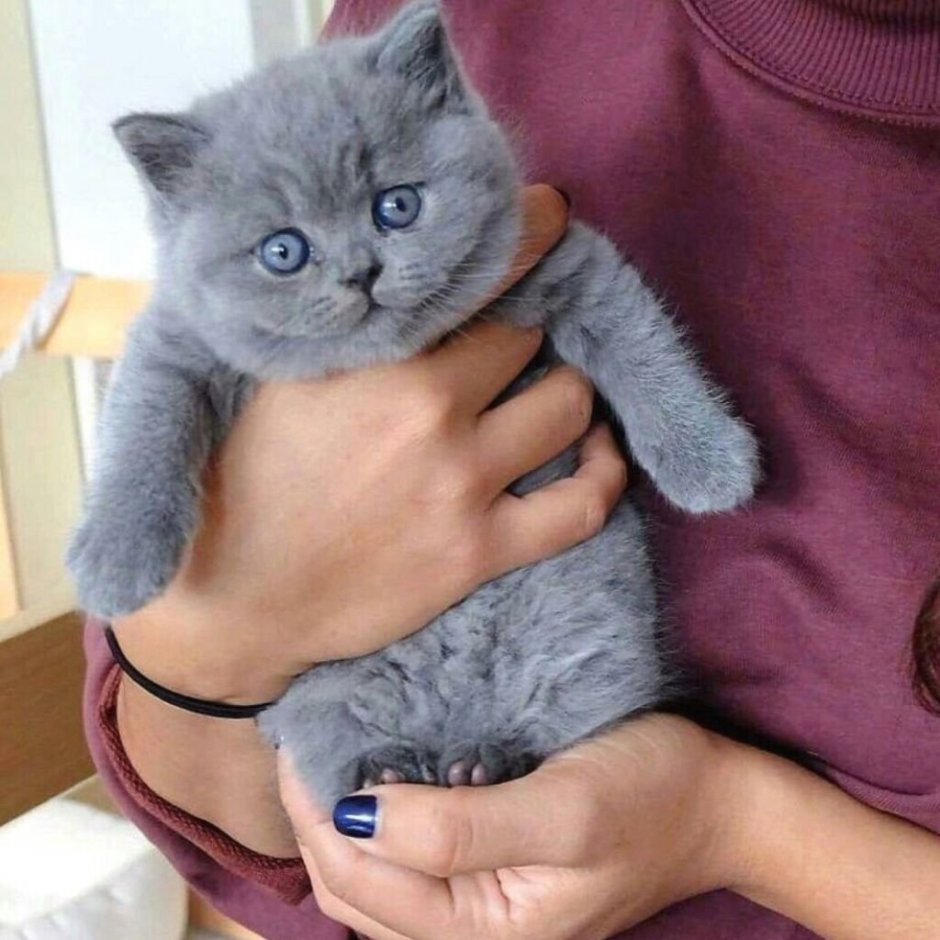 Британские котята страйт голубые