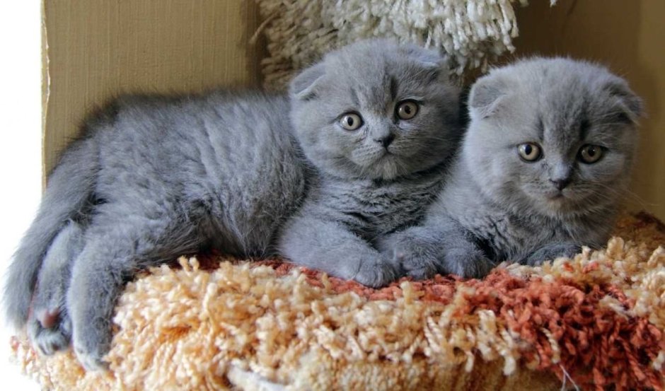 Шотландский вислоухий голубой котенок