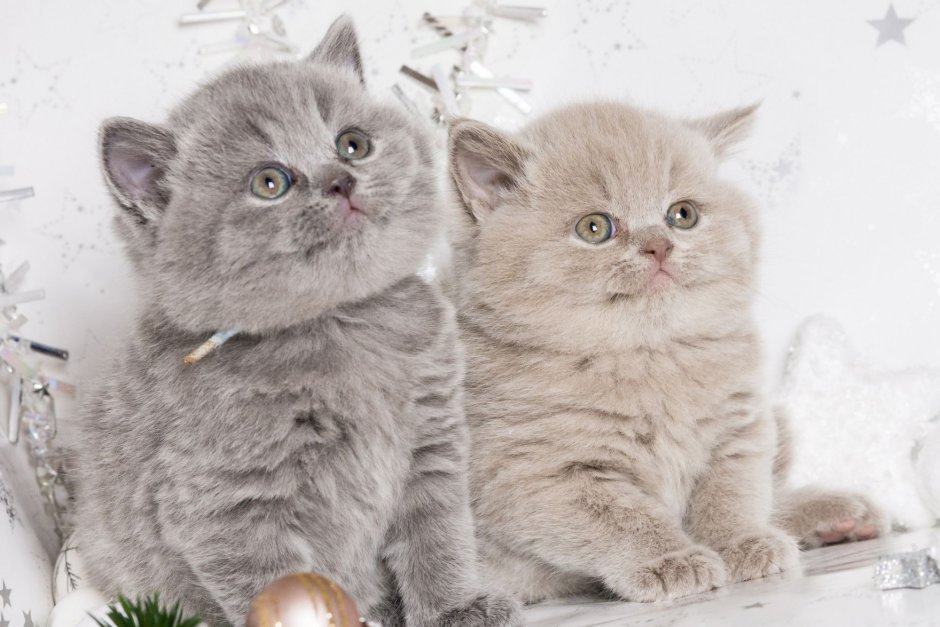 Британский кот длинношерстный полосатый