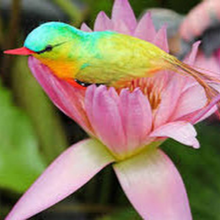 Птицы Сейшельских островов