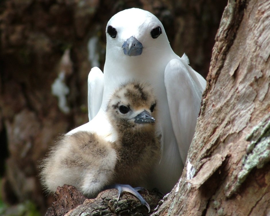 Сейшелы редкая птица