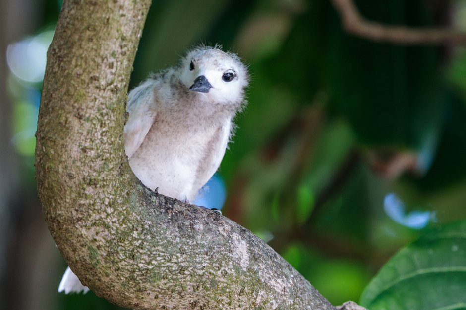 Птицы Сейшельских островов