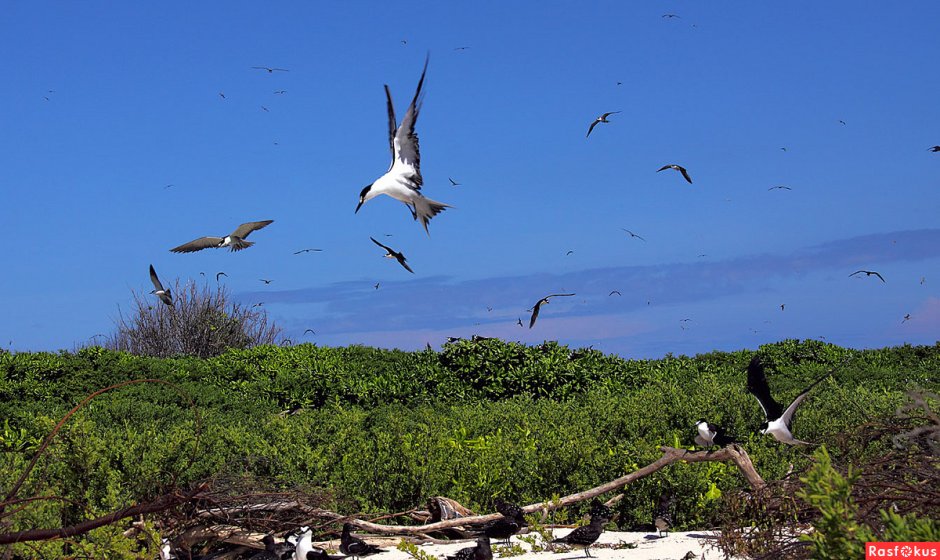 Остров птиц Сейшелы
